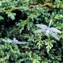 Lampki ogrodowe solarne ważki 6,5m 30LED multikolor