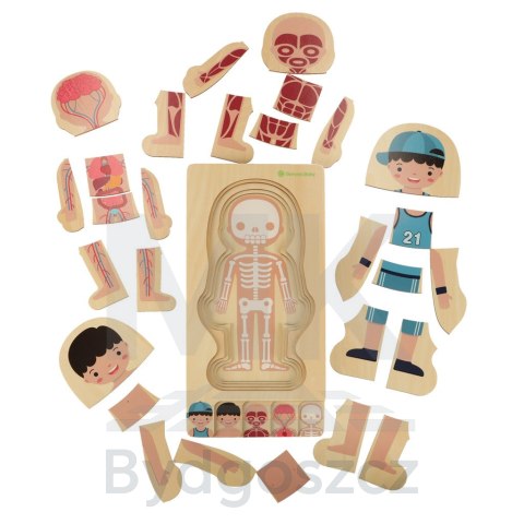 Puzzle drewniane warstwowe budowa ciała montessori chłopiec Puzzle drewniane warstwowe budowa ciała montessori chłopiec