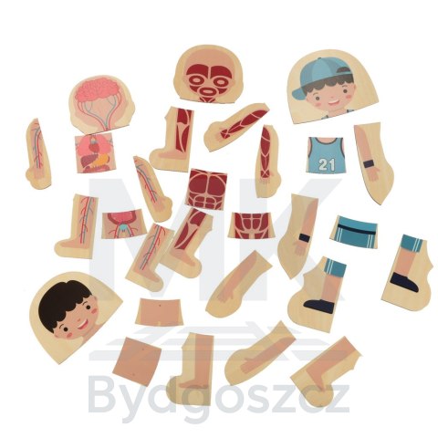 Puzzle drewniane warstwowe budowa ciała montessori chłopiec Puzzle drewniane warstwowe budowa ciała montessori chłopiec