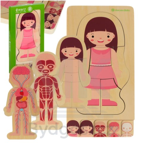 Puzzle drewniane warstwowe budowa ciała montessori dziewczynka Puzzle drewniane warstwowe budowa ciała montessori dziewczynka