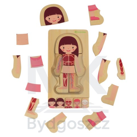 Puzzle drewniane warstwowe budowa ciała montessori dziewczynka Puzzle drewniane warstwowe budowa ciała montessori dziewczynka
