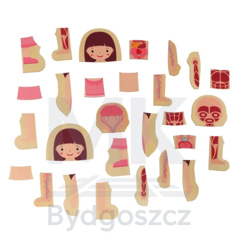 Puzzle drewniane warstwowe budowa ciała montessori dziewczynka Puzzle drewniane warstwowe budowa ciała montessori dziewczynka