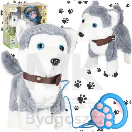 Piesek interaktywny na smyczy szczeka chodzi rusza ogonem Husky