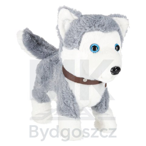 Piesek interaktywny na smyczy szczeka chodzi rusza ogonem Husky Piesek interaktywny na smyczy szczeka chodzi rusza ogonem Husky