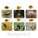 Wykopaliska skamieliny owadów bursztynów zestaw archeologiczny mały archeolog bursztyn