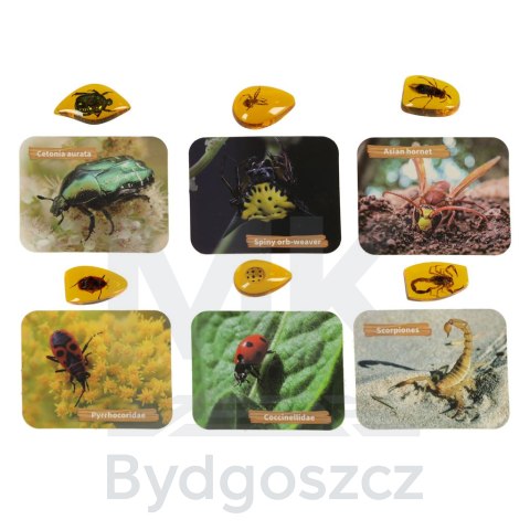 Wykopaliska skamieliny owadów bursztynów zestaw archeologiczny mały archeolog bursztyn Wykopaliska skamieliny owadów bursztynów zestaw archeologiczny mały archeolog bursztyn
